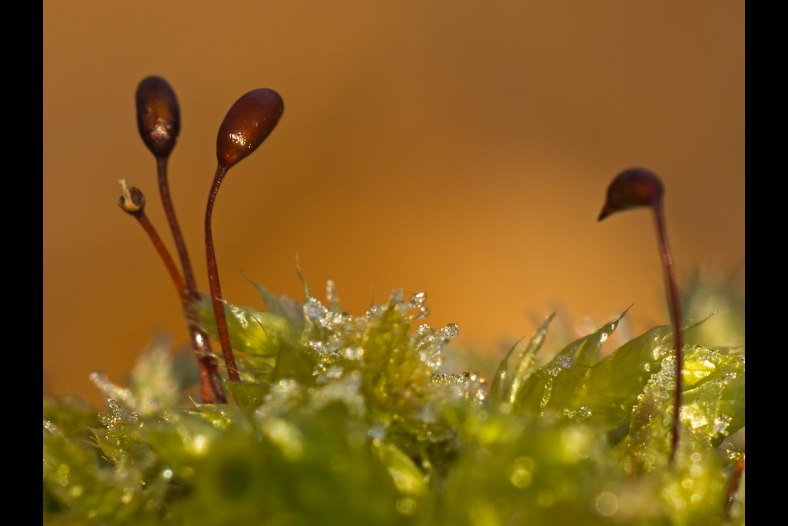 In The Moss